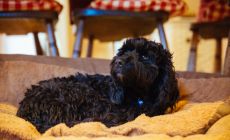 mywaggytails dog on a rug